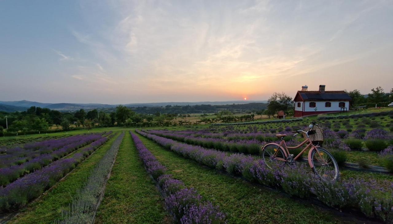 Lavanda Carasova Crasova Exterior photo
