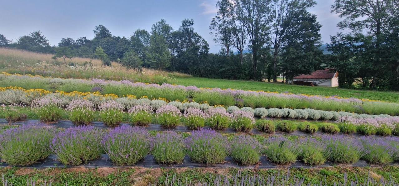 Lavanda Carasova Crasova Exterior photo